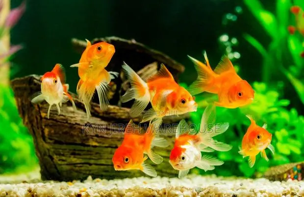 Fantail Gold Fish · Photo 1