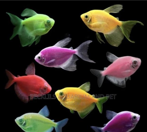 Glow Tetra Fish · Photo 1