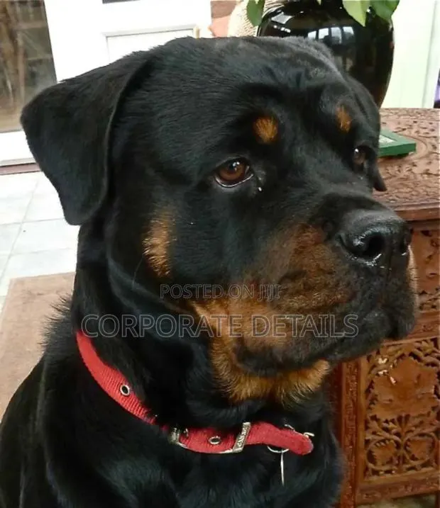 1+ year Female Purebred Rottweiler · Photo 1