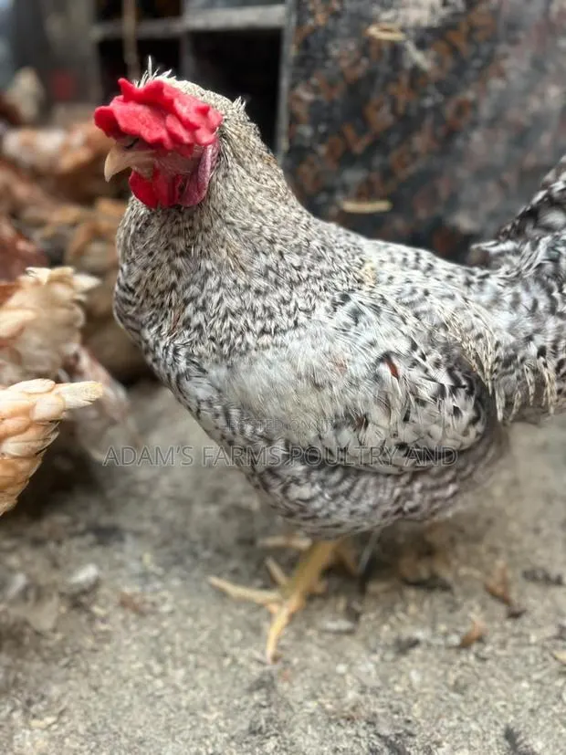 Mature Barred Plymouth Rock & Rhode Island Red-Type Roosters · Photo 1