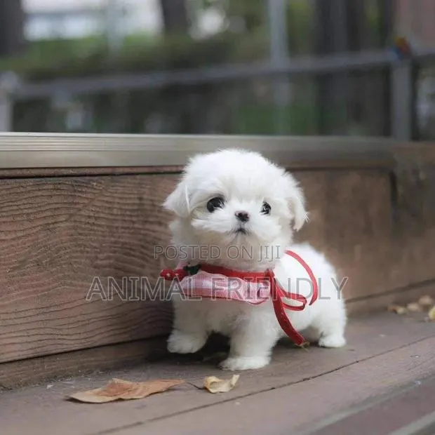 1-3 months Male Purebred Poodle · Photo 1