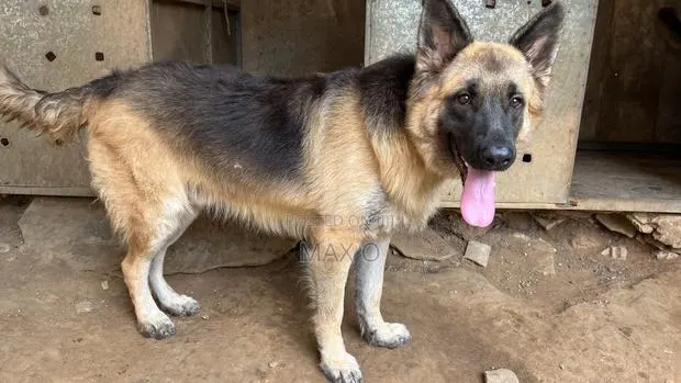 1+ year Male Purebred German Shepherd · Photo 1