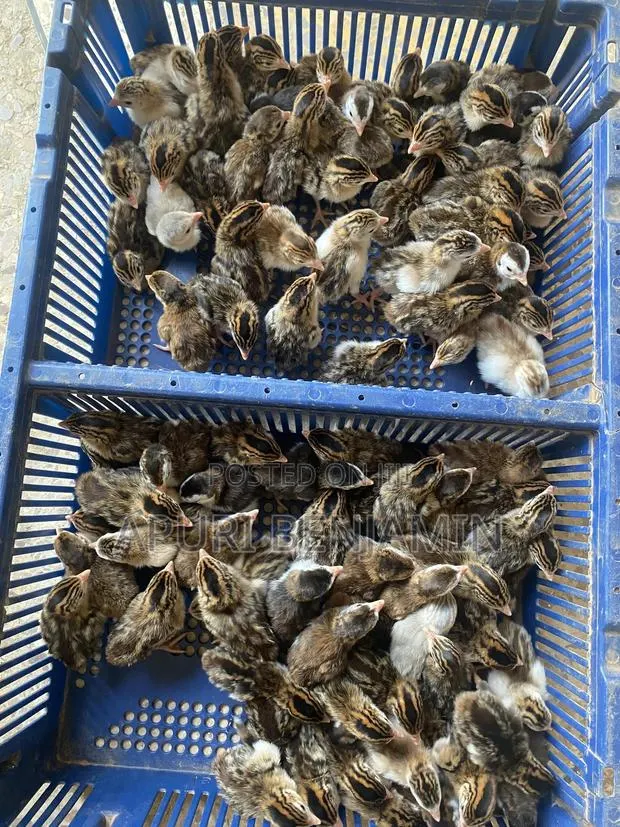 Ibrahim Farms · Photo 1
