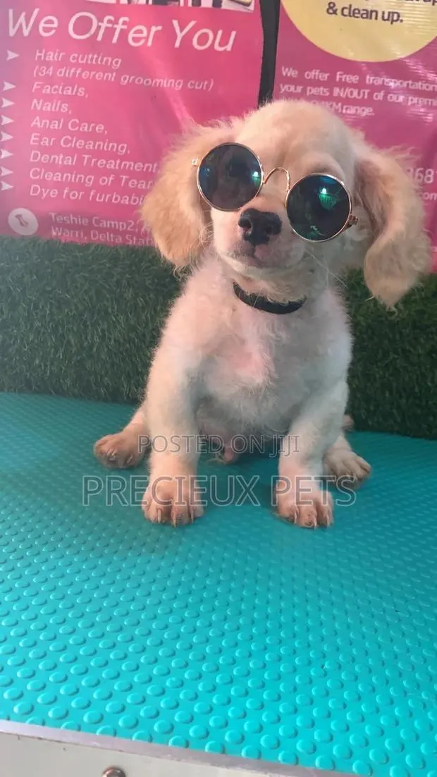 1-3 Months Male Mixed Breed Maltipoo · Photo 1
