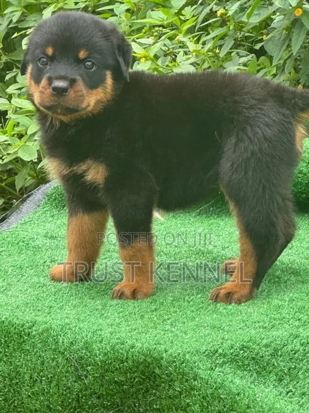 1-3 months Female Purebred Rottweiler · Photo 1