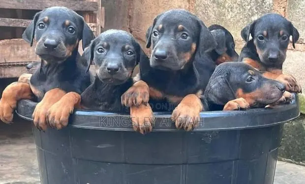 1-3 months Male Purebred Doberman Pinscher · Photo 1