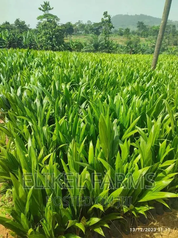 Certified High Yielding Tenera Oilpalm Seeds Seedlings · Photo 1