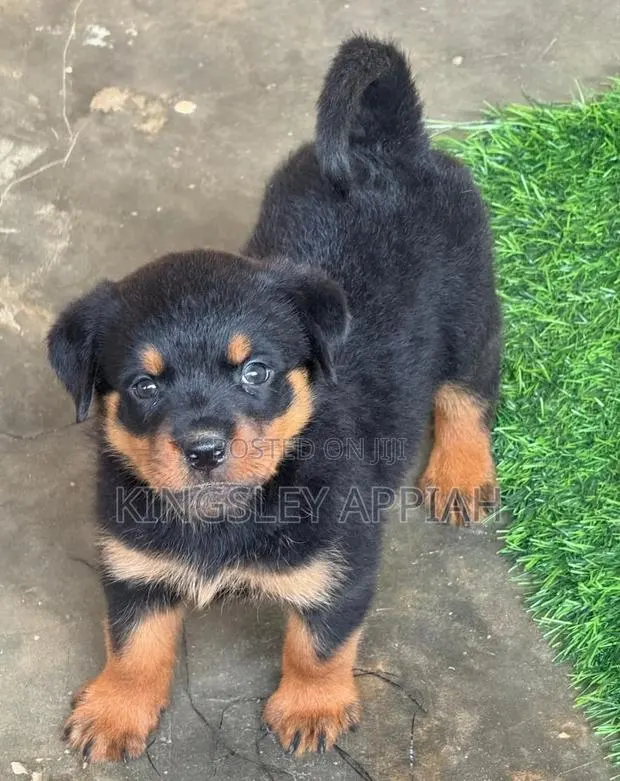 1-3 months Male Purebred Rottweiler · Photo 1