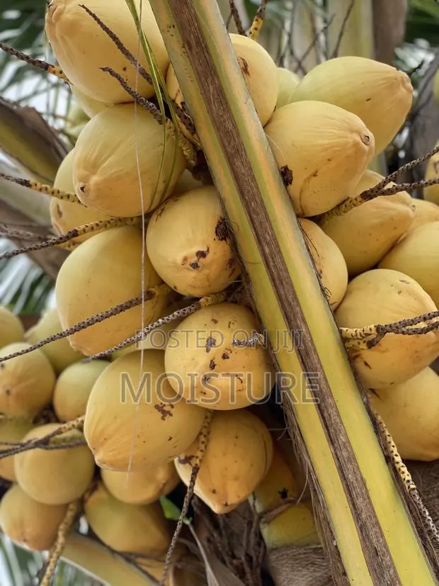 Dwarf Yellow Coconut Seedlings · Photo 1