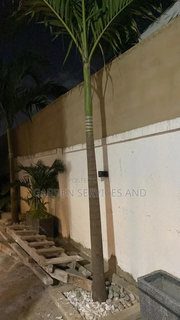 Palm for Sale · Photo 1
