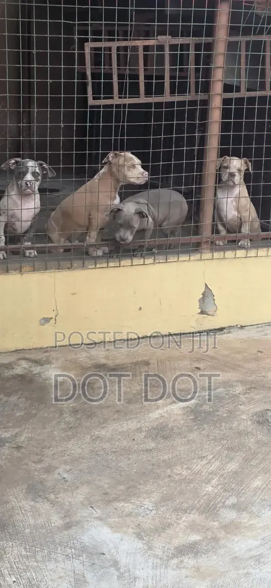 3-6 months Male Purebred American Bully · Photo 1