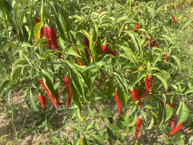 Long Chilli Pepper · Photo 1
