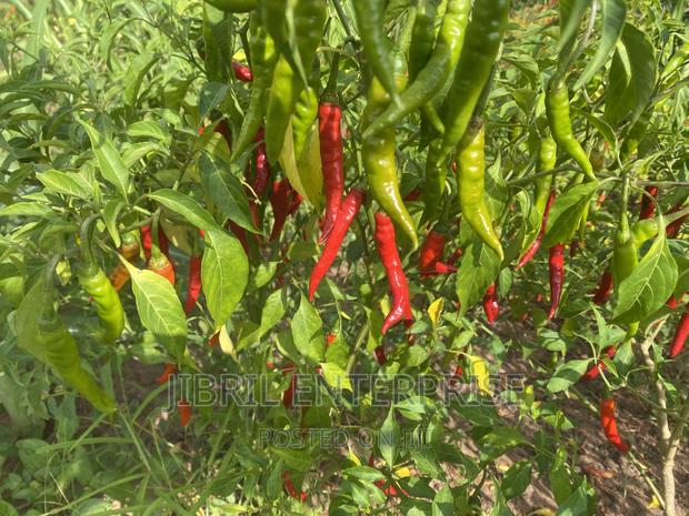 Long Chilli Pepper · Photo 3