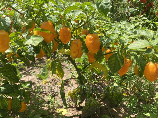 Yellow Habanero Pepper, Non Hybrid, High Yielding Variety, Very Hot. · Photo 2