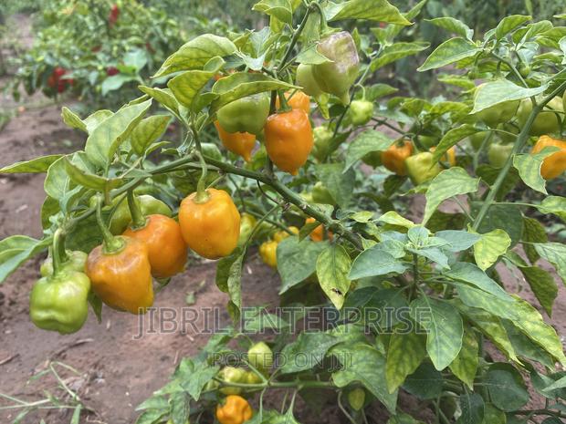 Yellow Habanero Pepper, Non Hybrid, High Yielding Variety, Very Hot. · Photo 3