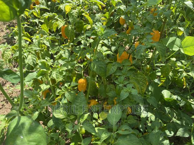 Yellow Habanero Pepper, Non Hybrid, High Yielding Variety, Very Hot. · Photo 4