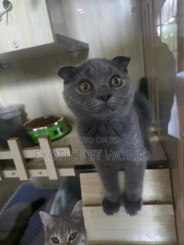 1-3 months Male Purebred Scottish Fold · Photo 1