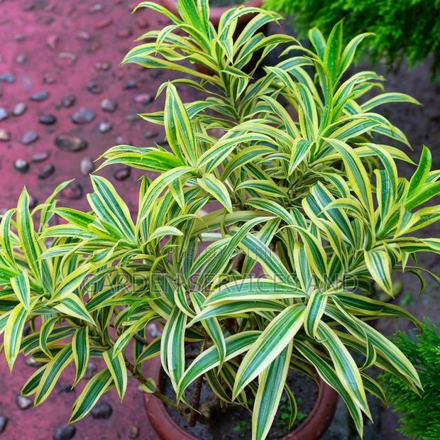 Dracaena for Sale · Photo 1