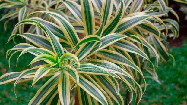 Dracaena for Sale · Photo 2