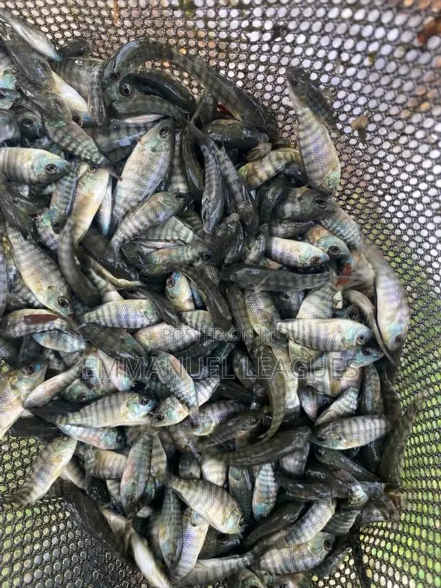 Tilapia Fingerlings Available at 1cedi. Call Now On. · Photo 1