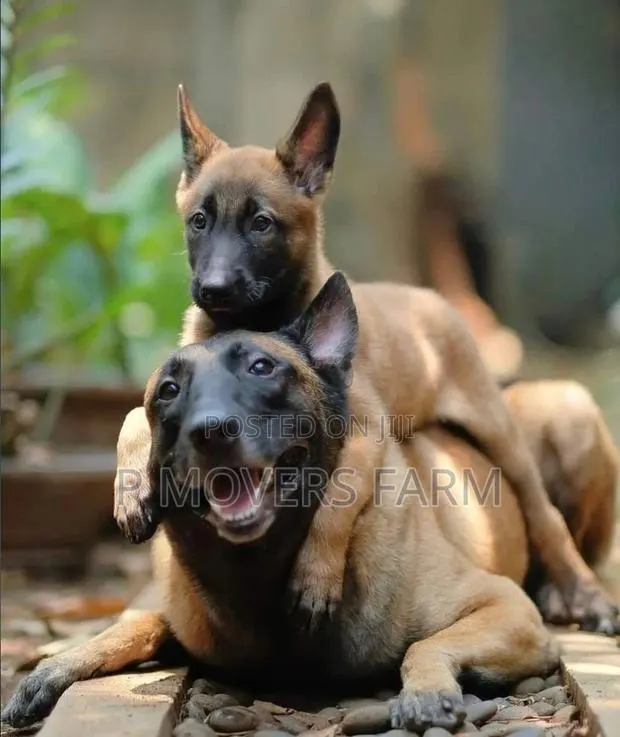 1-3 months Male Purebred Belgian Malinois · Photo 1
