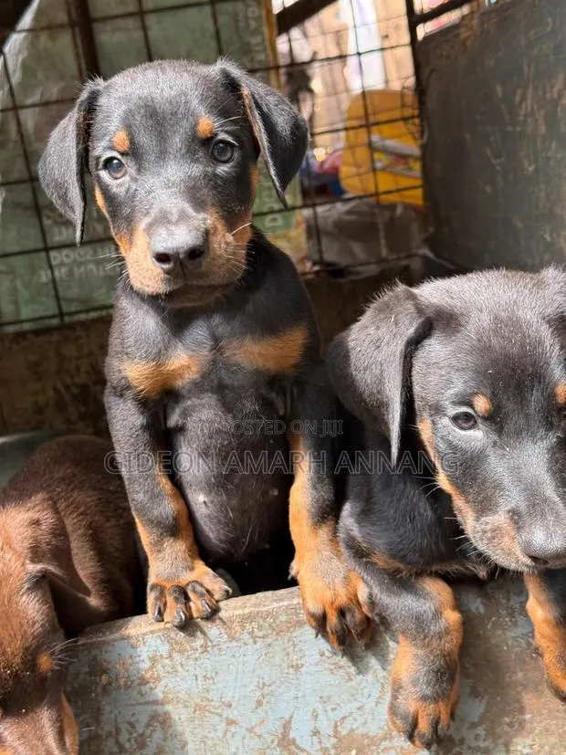 1-3 months Male Purebred Doberman Pinscher · Photo 1