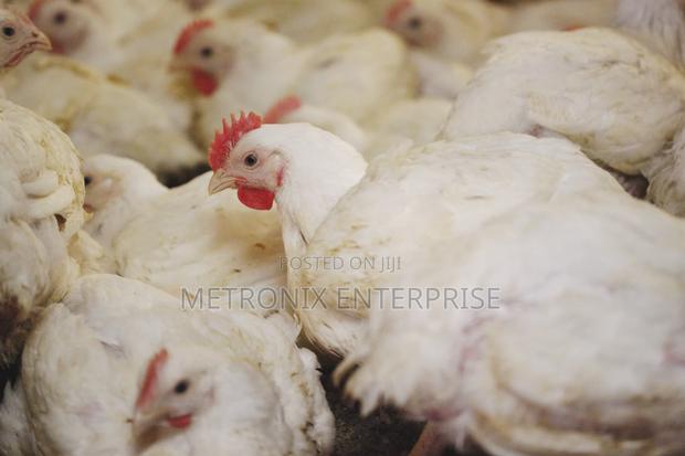 Broiler Chicken · Photo 2