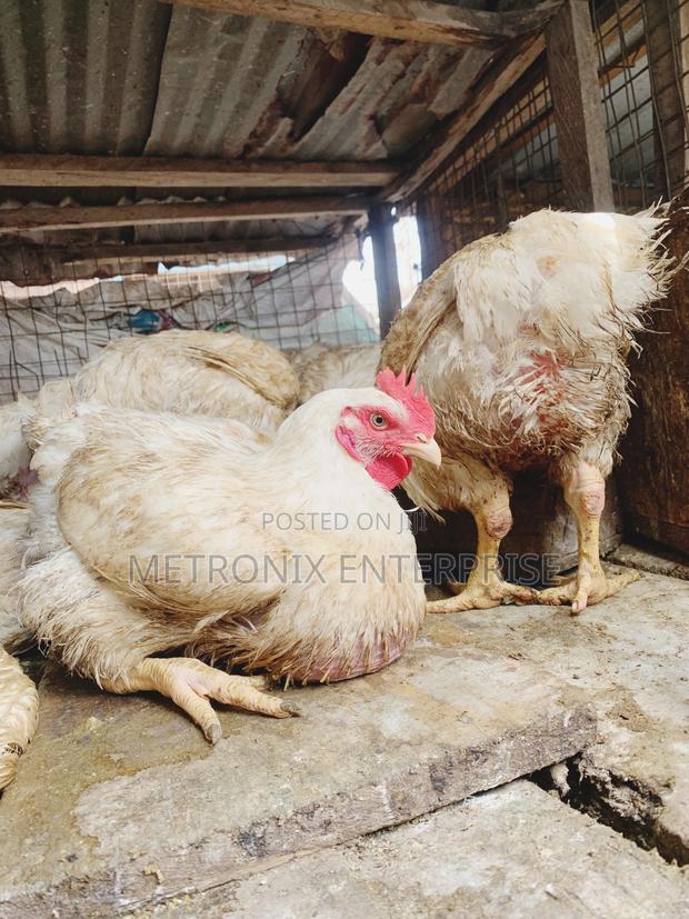 Broiler Chicken · Photo 3