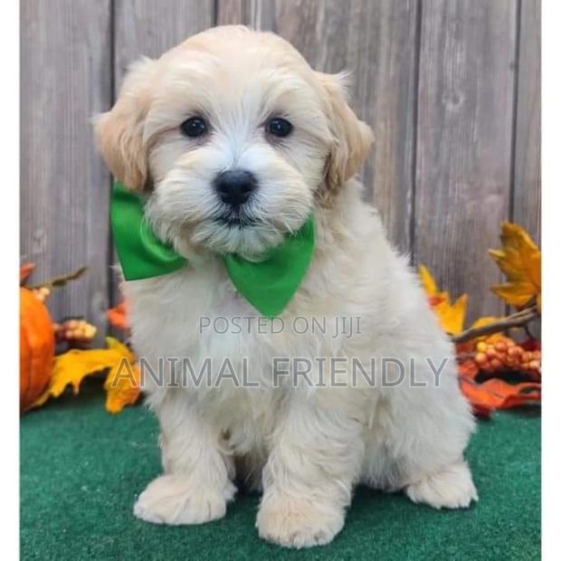 1-3 months Female Purebred Poodle · Photo 1