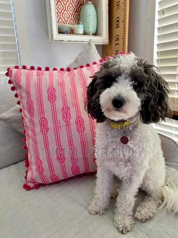 1-3 months Female Purebred Poodle · Photo 1