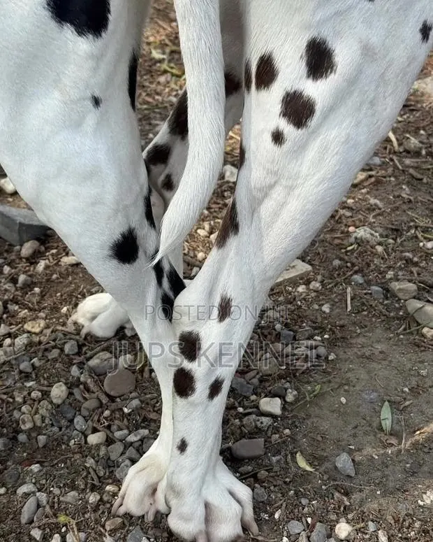 Dalmatian Male Available for Crossing/Mating/Stud Services · Photo 3