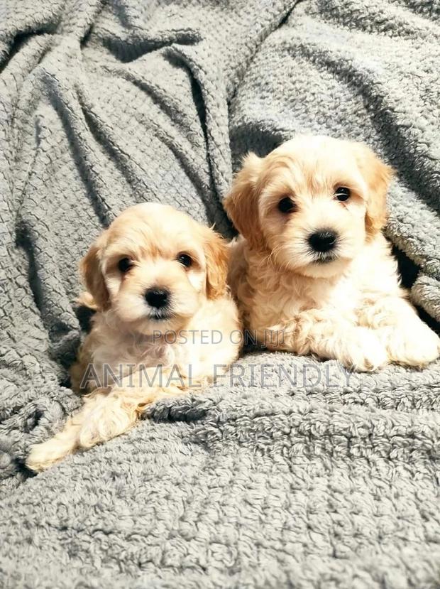 1-3 months Female Purebred Poodle · Photo 1