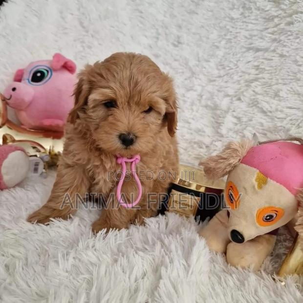1-3 months Female Purebred Poodle · Photo 1