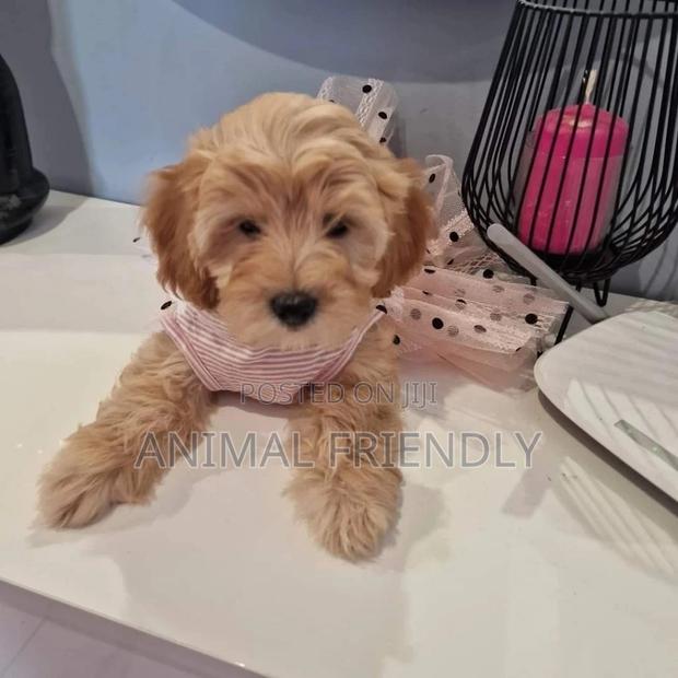 1-3 months Female Purebred Poodle · Photo 1