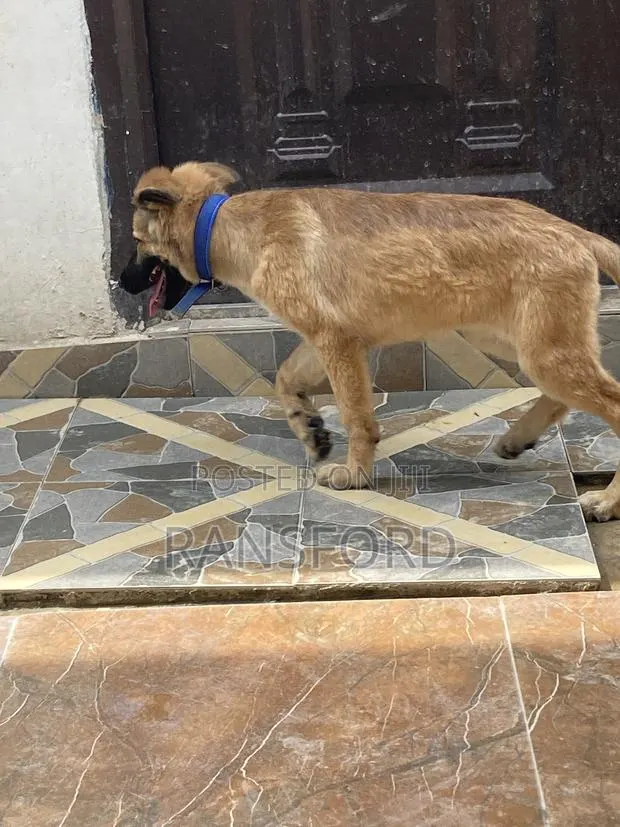 3-6 months Female Purebred German Shepherd · Photo 1