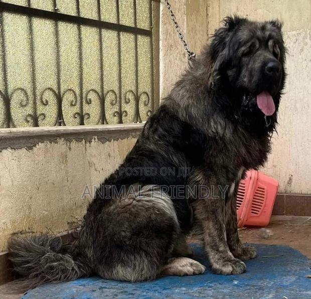 1-3 months Male Purebred Caucasian Shepherd · Photo 1