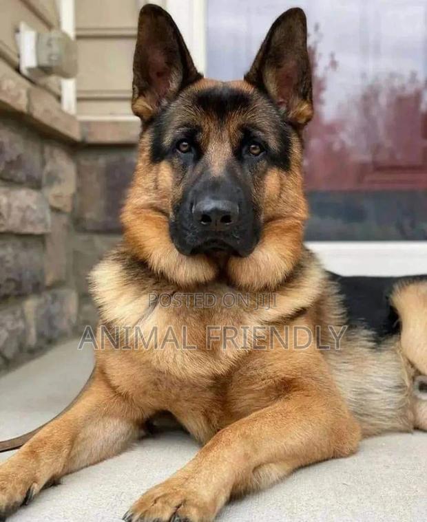 1-3 months Female Purebred German Shepherd · Photo 1