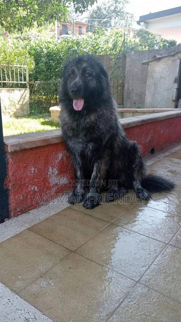 1-3 months Male Purebred Caucasian Shepherd · Photo 1