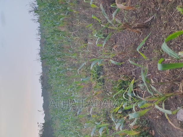 Land for Sale at Brofudro Ampemanim Kokoben · Photo 8