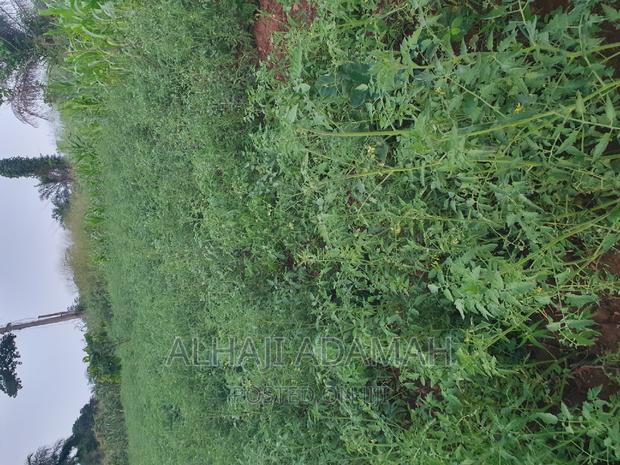 Land for Sale at Ampabame Kokoben · Photo 6