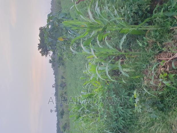 Land for Sale at Ampabame Kokoben · Photo 7