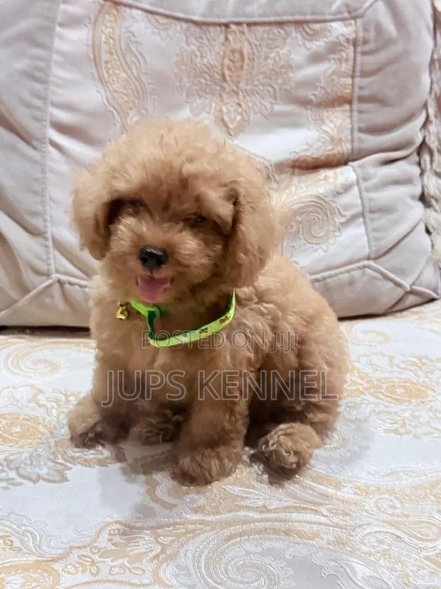 1-3 months Female Purebred Poodle · Photo 1