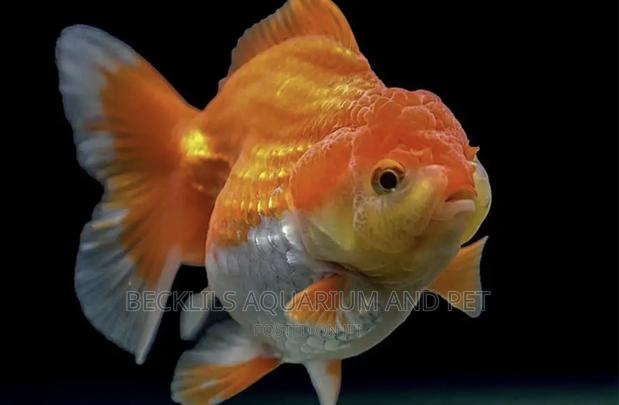 Lion Head Gold Fishes ( Bigger Size) · Photo 1