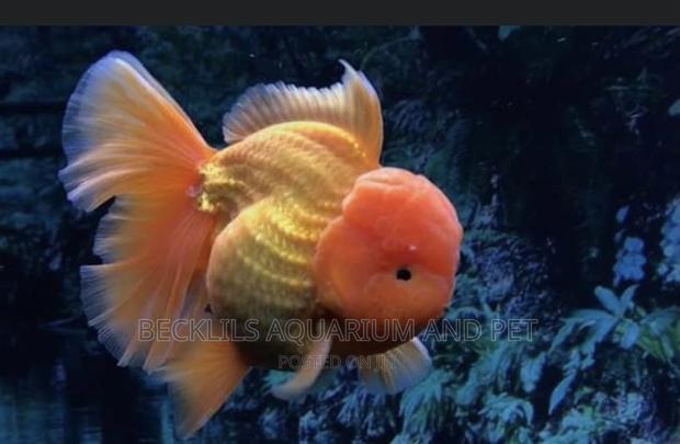 Lion Head Gold Fishes ( Bigger Size) · Photo 2
