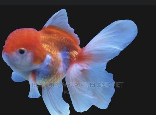 Gold Fishes ( Lion Head) · Photo 1