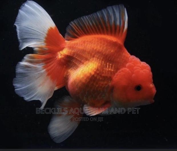 Gold Fishes ( Lion Head) · Photo 2