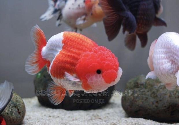 Gold Fishes ( Lion Head) · Photo 3