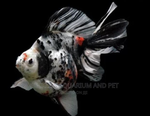 Calico Gold Fish · Photo 2