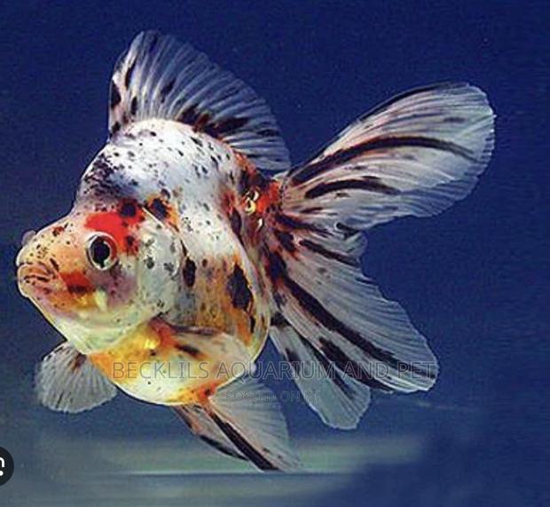 Calico Gold Fish · Photo 1