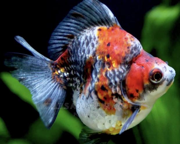 Calico Gold Fish · Photo 3